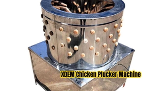 XDEM Machine à plumer le poulet commerciale 60 barils épilateur de volaille en acier inoxydable pour le canard de poulet