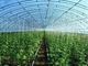 Serre chaude végétale agricole légère préfabriquée Q235 ISO9001 de structure métallique