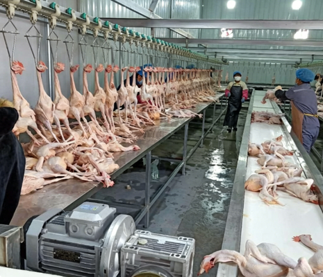 Machine de traitement de volaille Contrôle PLC Puissance du moteur 3-5KW Ligne de production d'abattage d'oie de poulet de canard à haute efficacité certifiée CE