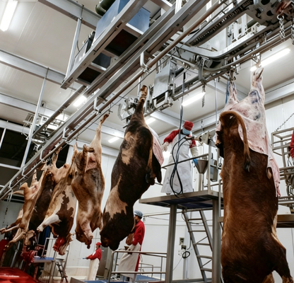 Équipement d'abattage en acier inoxydable avec contrôle PLC et norme GB pour un traitement efficace de la viande